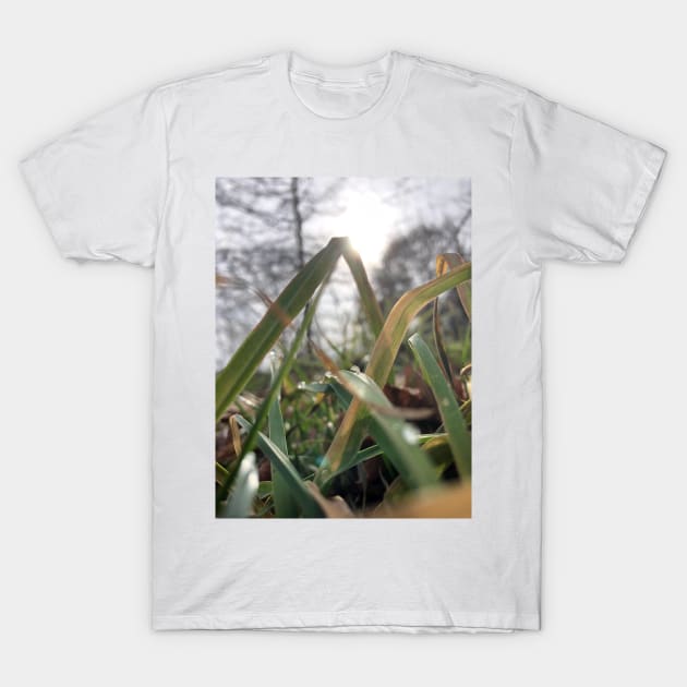 Prospect Park Shimmering Dew T-Shirt by hannahehansen